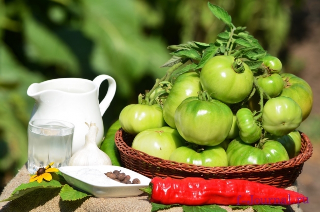 зеленые маринованные помидоры