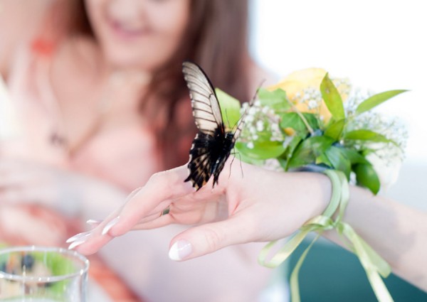 салют из бабочек на свадьбу