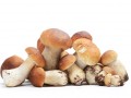 Белые грибы — рецепты блюд