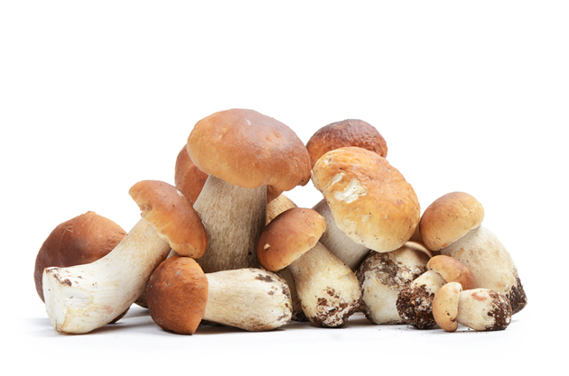 Белые грибы 'Боровики' - рецепты блюд, что приготовить из белых грибов .
