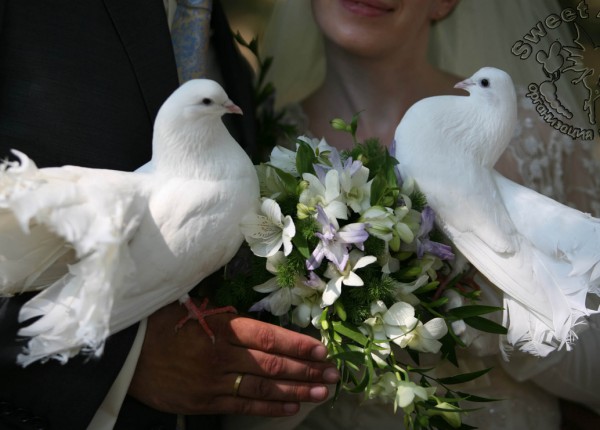 голуби на свадьбе фото